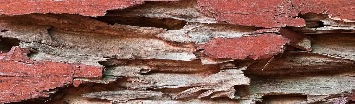 Close-up of termite and water damage on wooden surface showing peeling paint and wood decay - JTB Construction termite and water damage restoration services in Charleston, SC